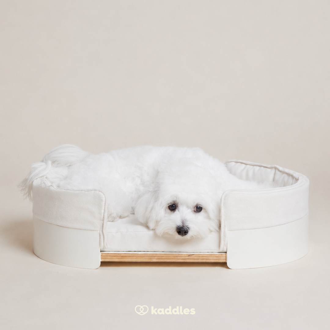 Canopy Elevated Pet Bed (Low-rise)