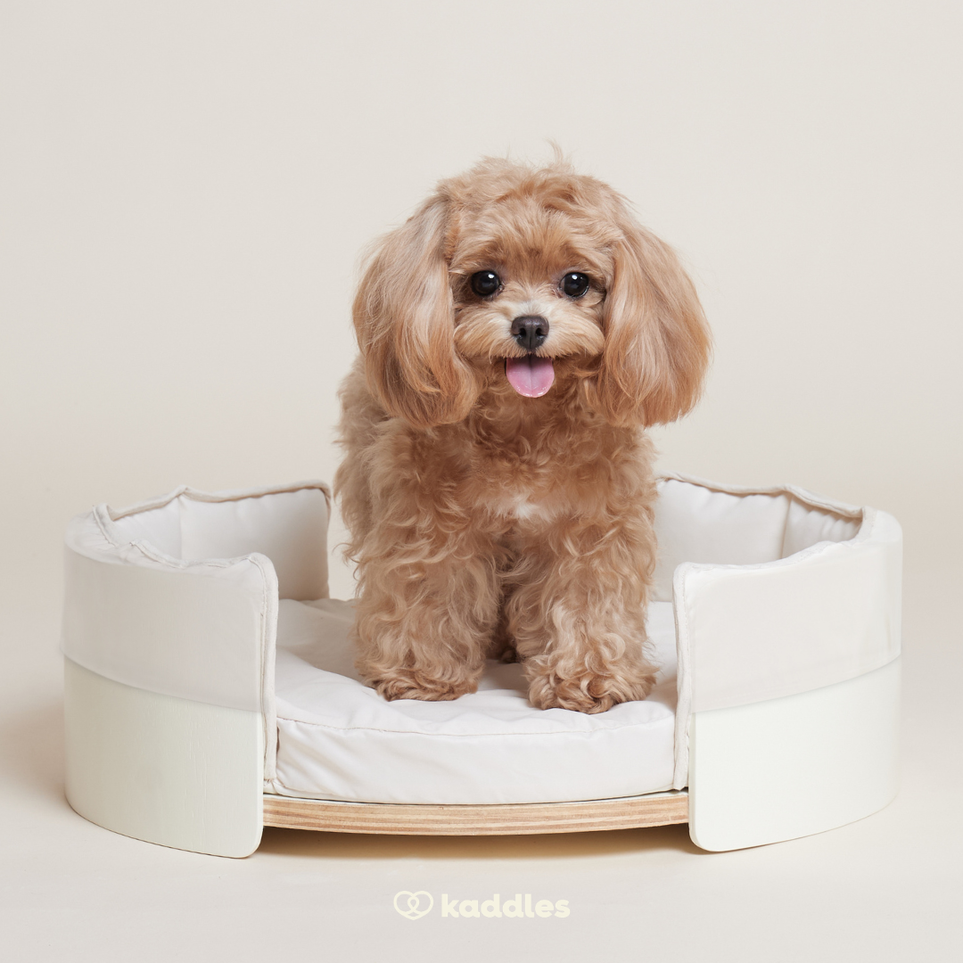 Canopy Elevated Pet Bed (Low-rise)