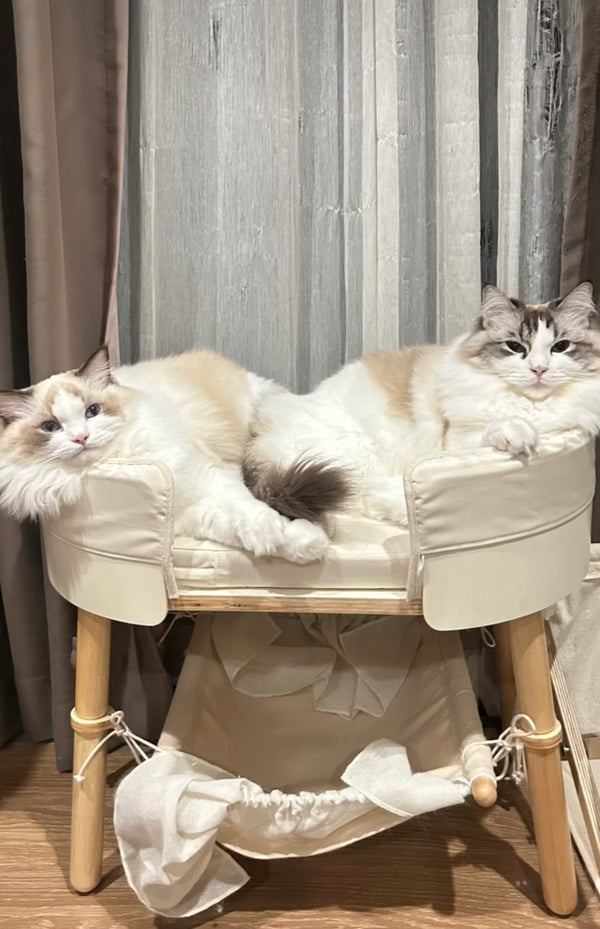 @tigger.cherlyne_ragdoll