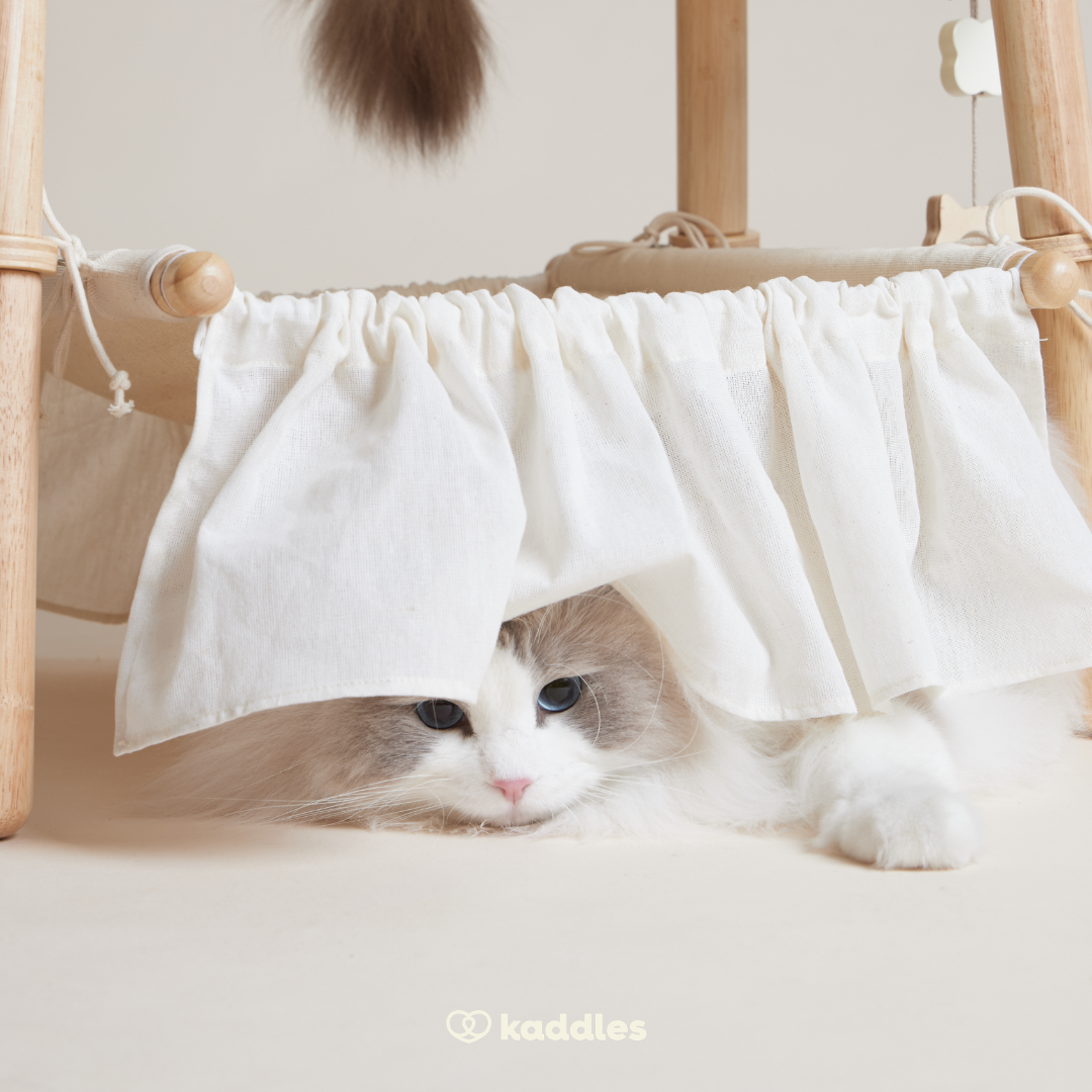 Canopy Elevated Bed with Hammock (For Cats)