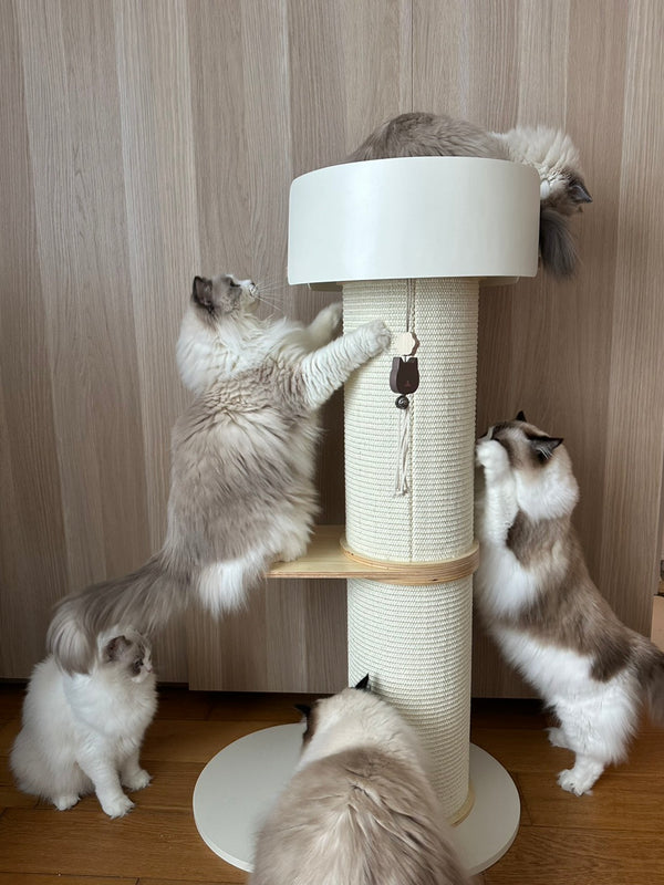 @beigecolouredcats